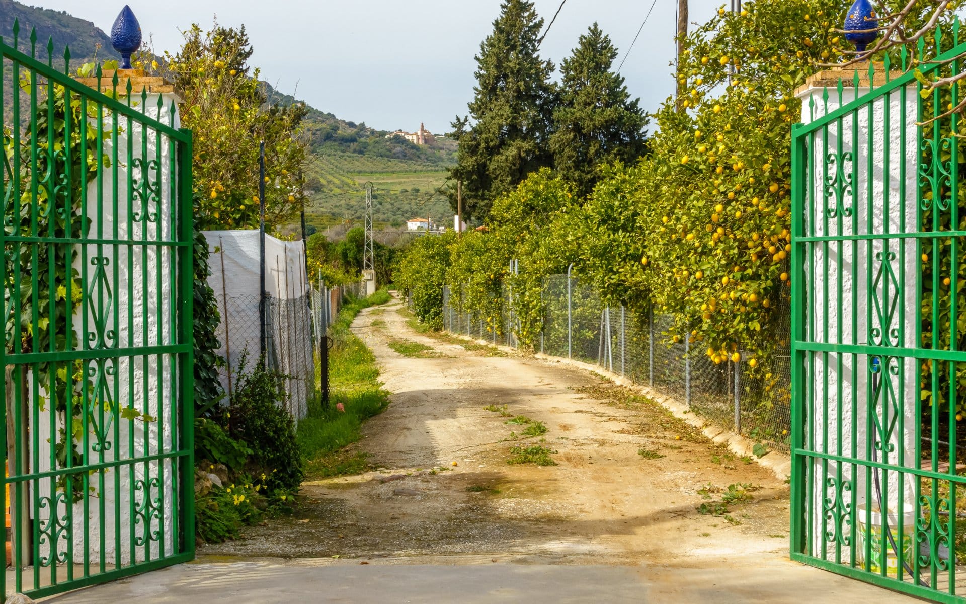 Grand green iron gates opening to a private driveway lined with lemon trees.